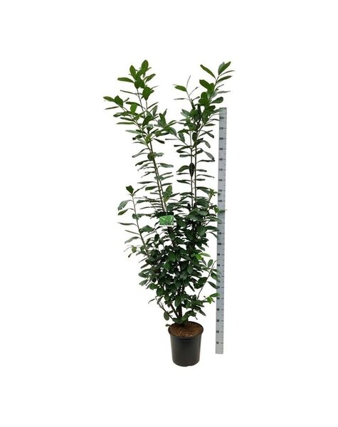 Prunus