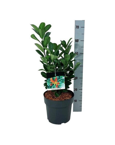Prunus