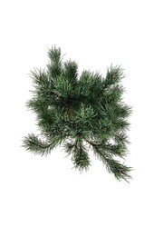 Sosna Pinus Watereri