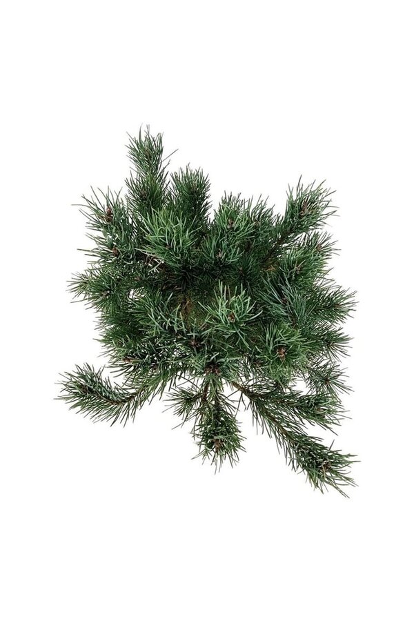 Sosna Pinus Watereri
