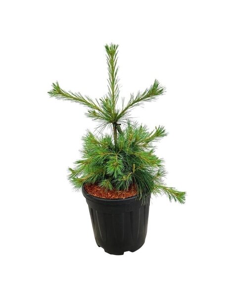 Pinus