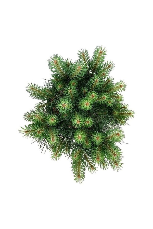 Sosna Pinus Blue Pearl ®