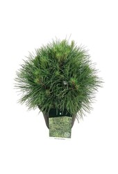 Sosna Pinus nigra Spielberg
