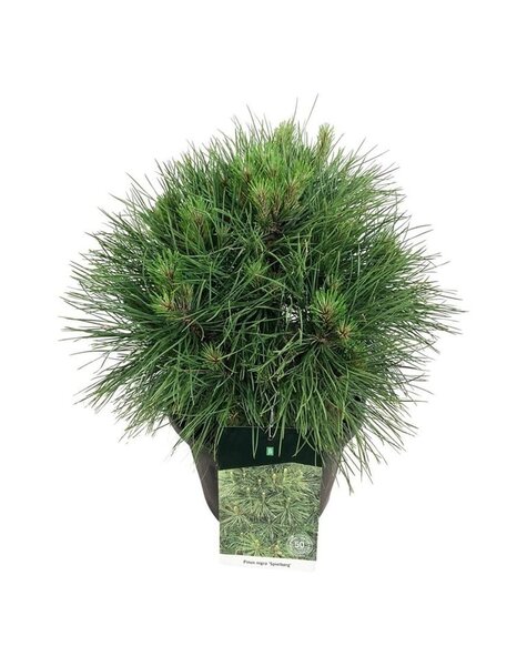 Pinus