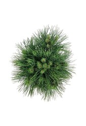 Sosna Pinus nigra Spielberg