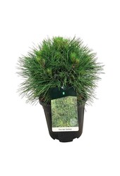 Sosna Pinus nigra Spielberg