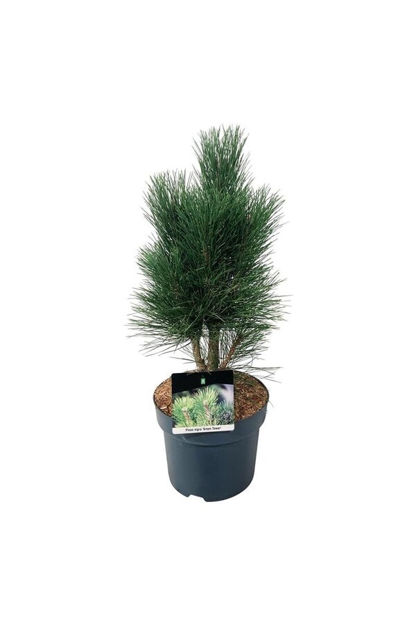 Sosna czarna Pinus nigra Green Tower