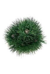 Sosna czarna Pinus nigra Green Tower