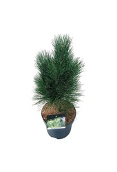 Sosna czarna Pinus nigra Green Tower