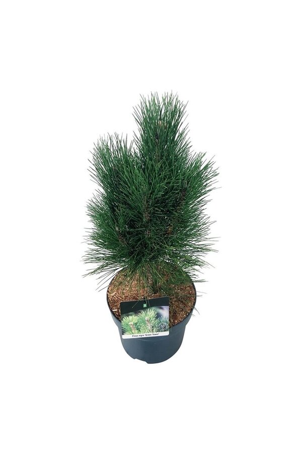 Sosna czarna Pinus nigra Green Tower