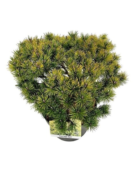 Pinus