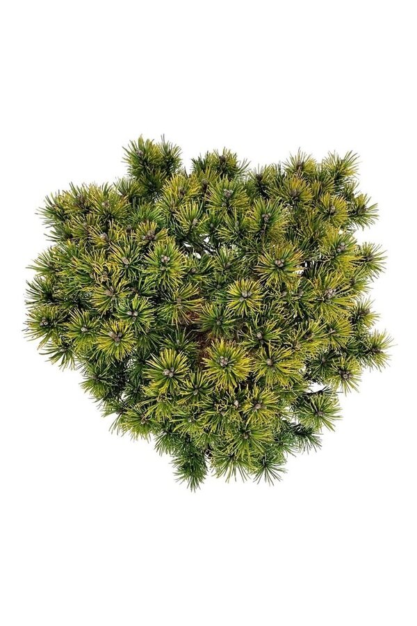 Sosna Pinus mugo Ophir