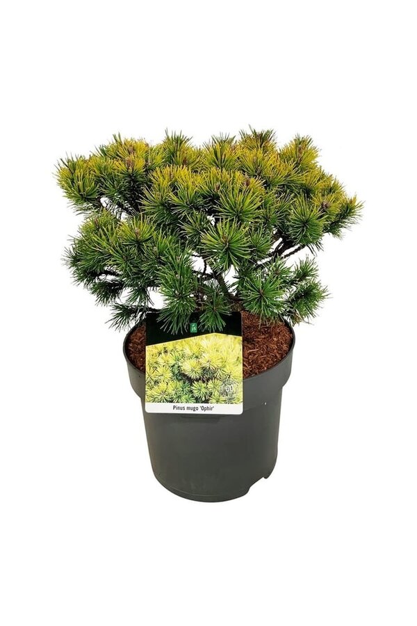 Sosna Pinus mugo Ophir