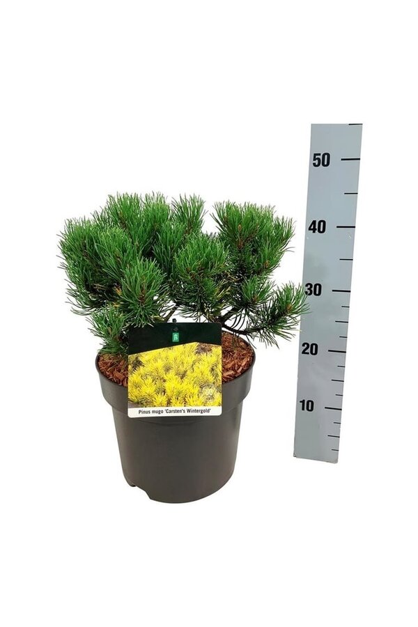 Sosna górska Pinus mugo Carstens Wintergold