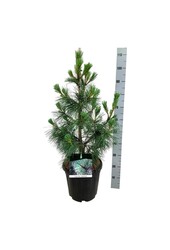 Sosna Pinus Ammerland