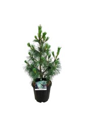 Sosna Pinus Ammerland