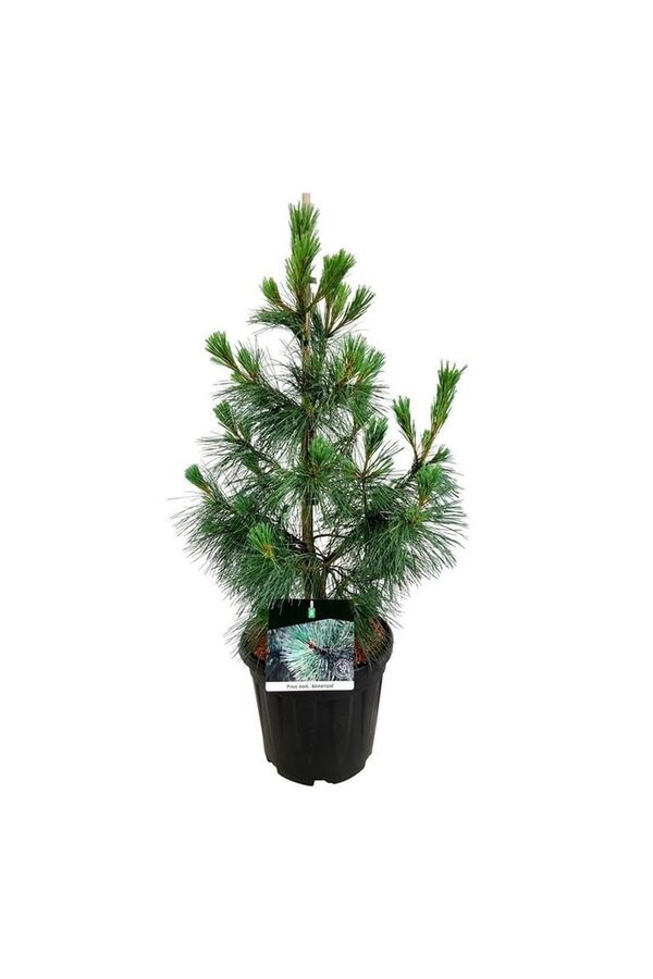 Sosna Pinus Ammerland