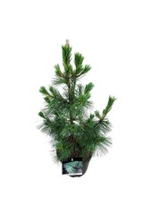 Sosna Pinus Ammerland