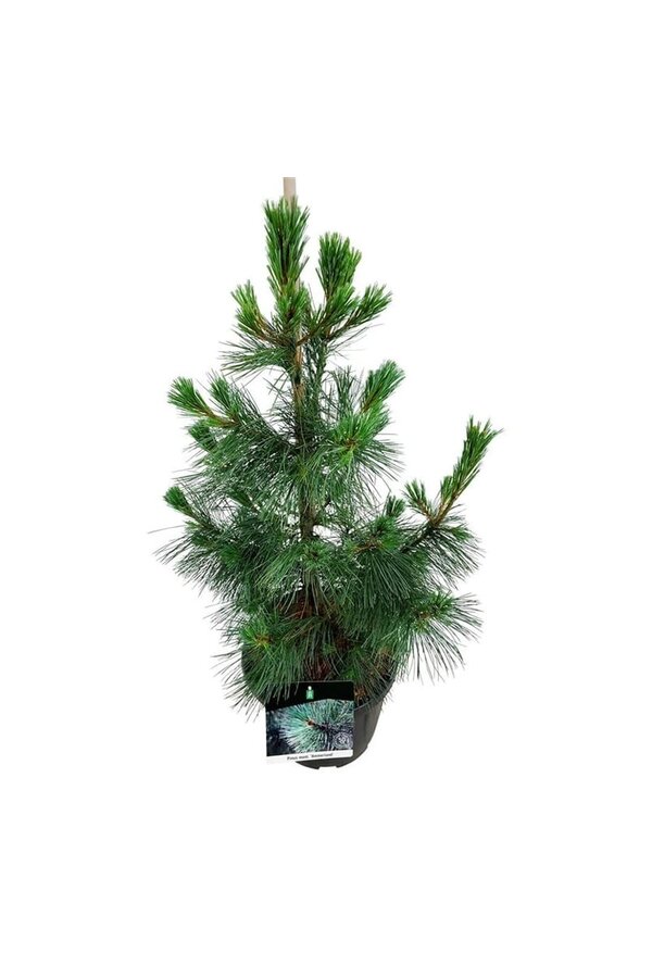 Sosna Pinus Ammerland