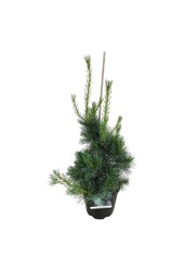 Sosna Pinus Ammerland
