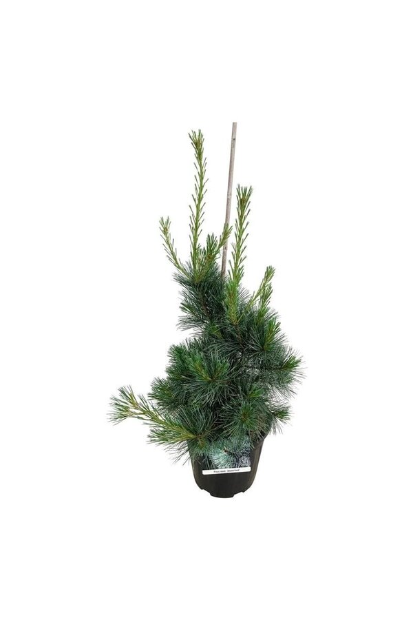 Sosna Pinus Ammerland