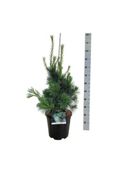 Sosna Pinus Ammerland