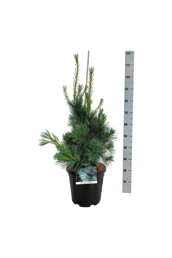 Sosna Pinus Ammerland