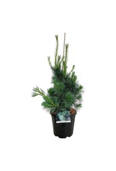 Sosna Pinus Ammerland
