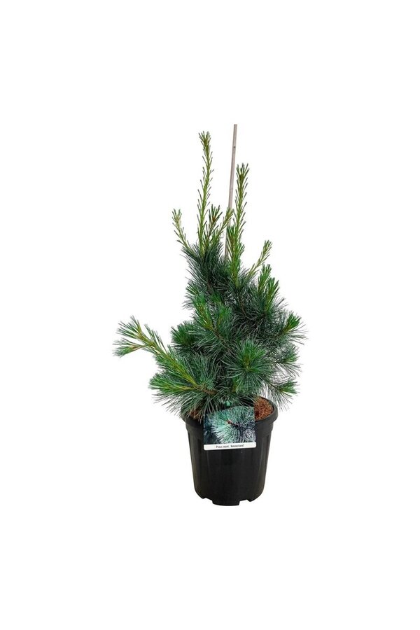 Sosna Pinus Ammerland