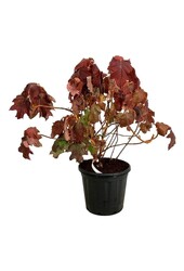 Hortensja Hydrangea Alice