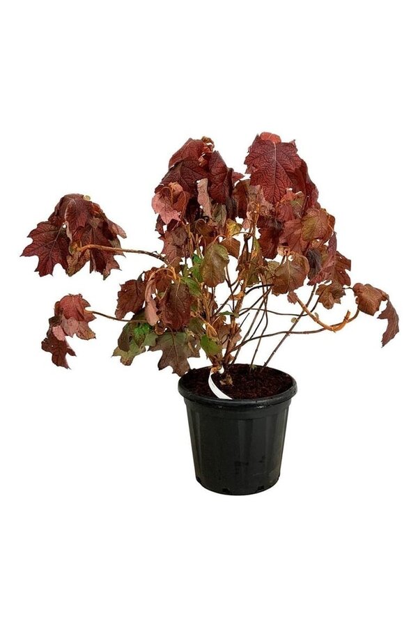 Hortensja Hydrangea Alice