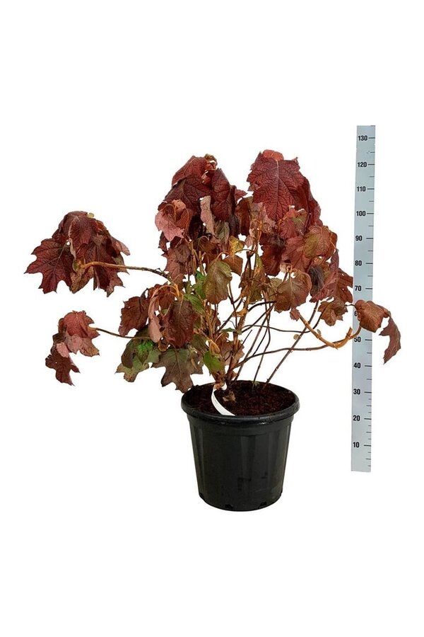 Hortensja Hydrangea Alice