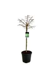 Miłorząb japoński Ginkgo biloba Mariken