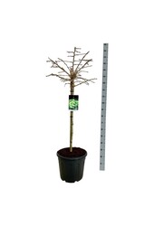 Miłorząb japoński Ginkgo biloba Mariken