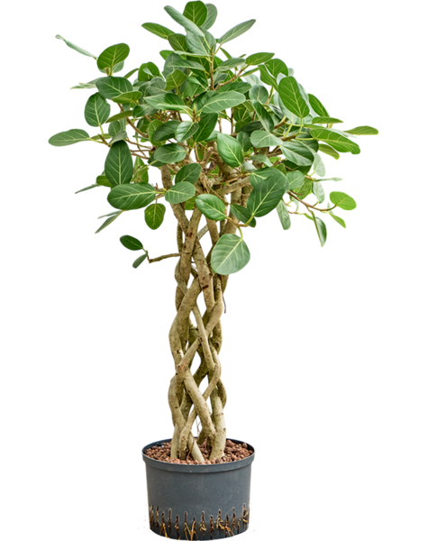 Hydroplant Ficus