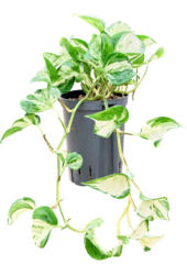 Hydroplant Scindapsus (Epipremnum) Manjula Variegata