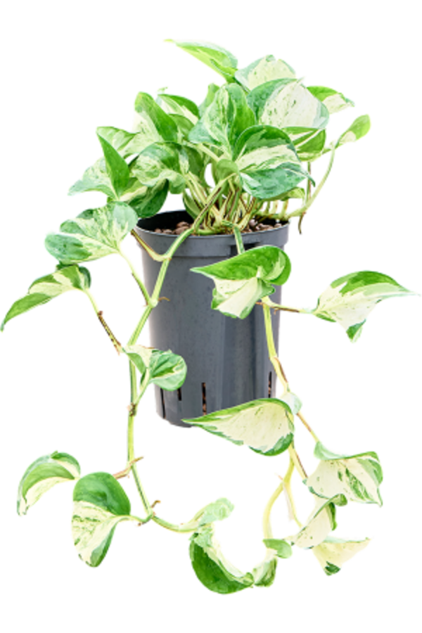 Hydroplant Scindapsus (Epipremnum) Manjula Variegata
