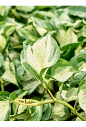 Hydroplant Scindapsus (Epipremnum) Manjula Variegata