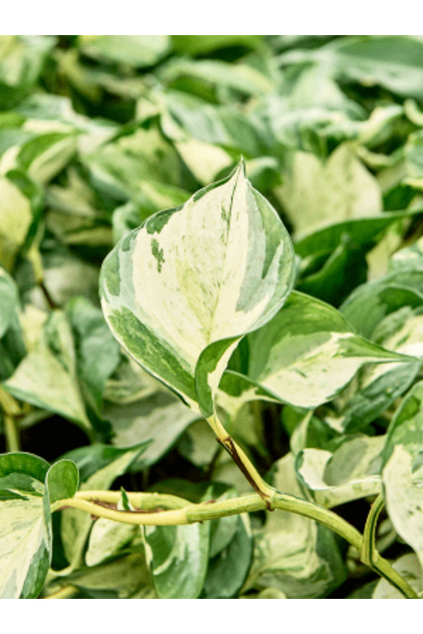Hydroplant Scindapsus (Epipremnum) Manjula Variegata