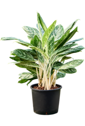 Hydroplant Aglaonema Madonna