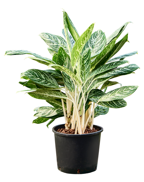 Hydroplant Aglaonema