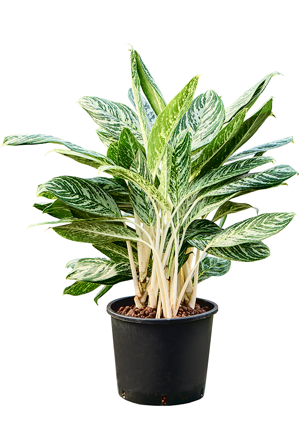 Hydroplant Aglaonema Madonna