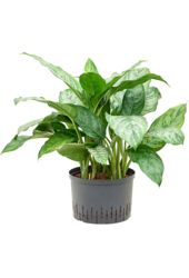 Hydroplant Aglaonema Chantal