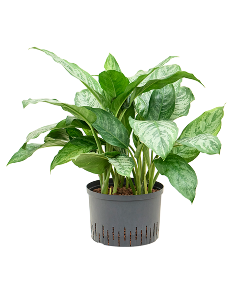 Hydroplant Aglaonema