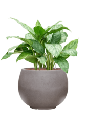 Hydroplant Aglaonema Chantal
