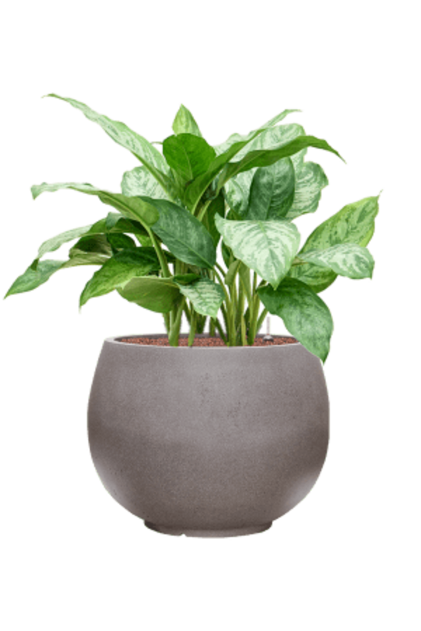 Hydroplant Aglaonema Chantal