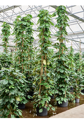 Hydroplant Tetrastigma Voinierianum