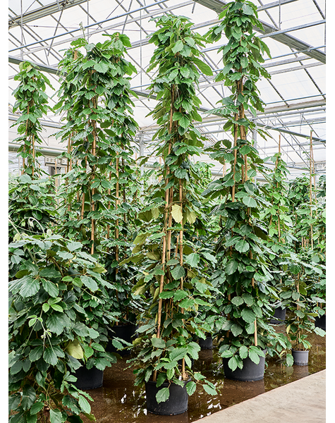 Hydroplant Tetrastigma