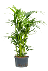 Hydroplant Kentia (Howea) Forsteriana