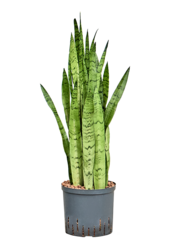 Hydroplant Sansevieria Trifasciata Silver Mist